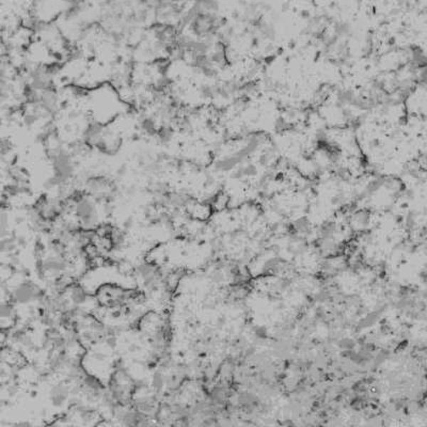 Bianco Flora Quartz